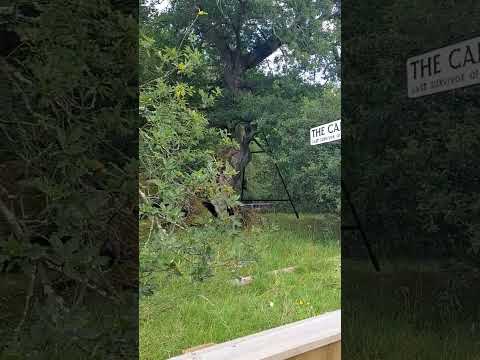 The Hidden Secret of Scotland's Jedforest🌲| The Capon Tree Jedburgh #scotland #viral #travel