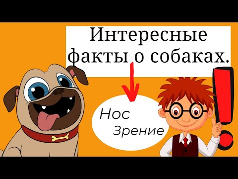 Интересные факты о собаках. Нос, зрение собаки - интересно для всех