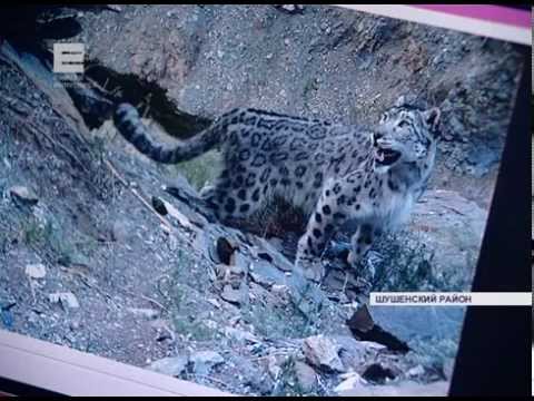 "Заповедное" дело (Минусинск Енисей)
