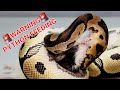 Watch the way pythons take care of prey