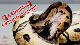 Watch the way Pythons take care of Prey