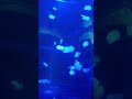 #shorts #fypシ゚viral #youtubeshorts #uburubur #jellyfish #seaworld #weekendvibes #liburansekolah