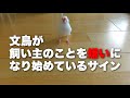 文鳥が飼い主のことを嫌いになり始めている時に見せる行動