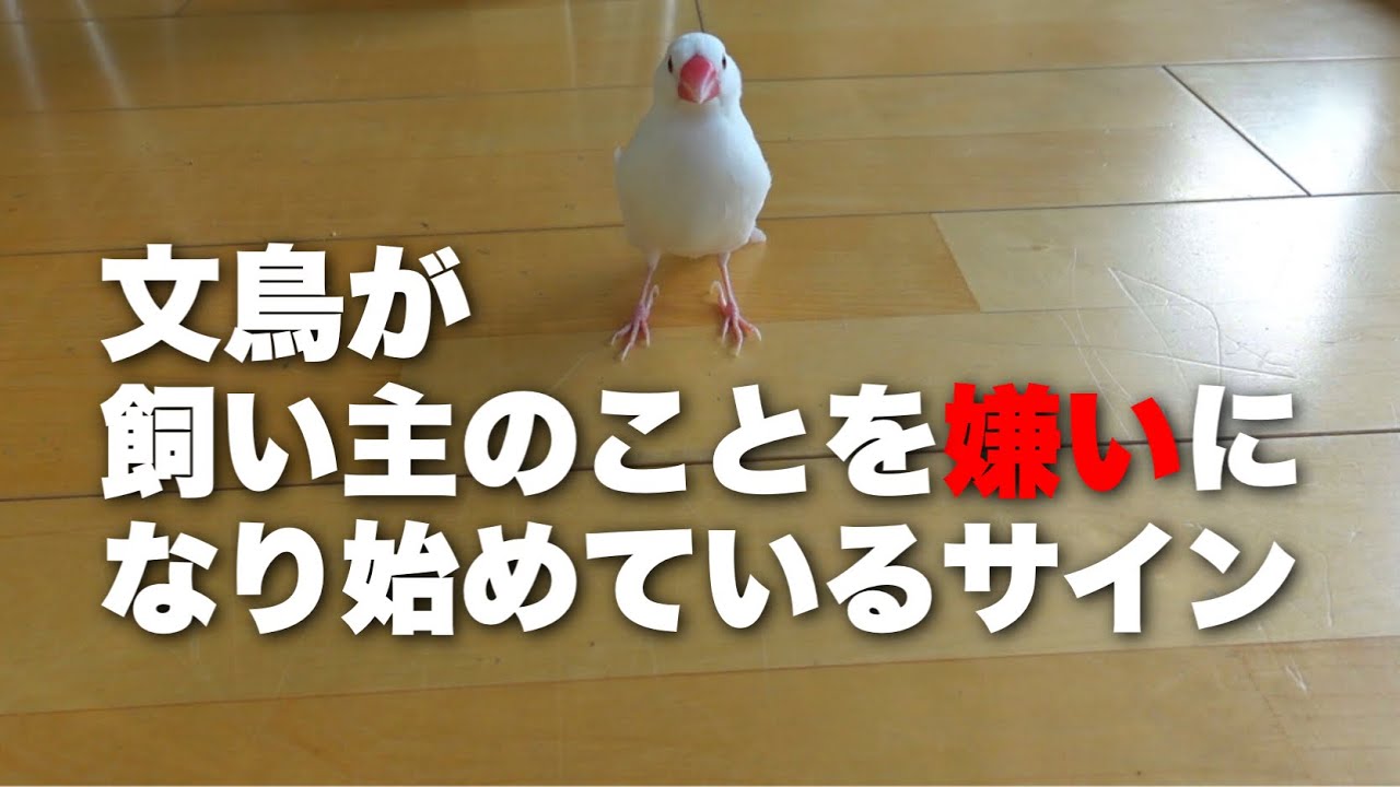 文鳥が飼い主のことを嫌いになり始めている時に見せる行動