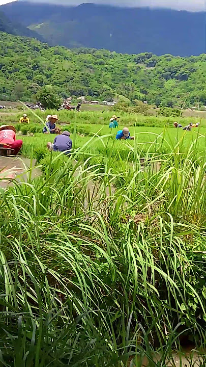 Buhay bukid...