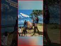 Alitaka Kupanda Ngamia Kwa Nyuma Kilichomkuta Ni Hatari