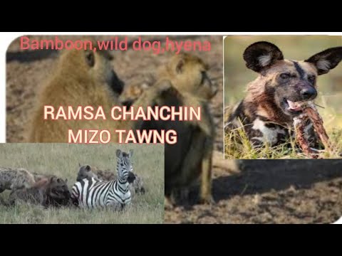 RAMSA CHANCHIN MIZO TAWNG BABOON HYENA LEH WILD DOG TE AHMUH NAWM IN TIH VE EM