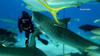 Sharks at Tiger Beach ,Bahamas 21st May 2023