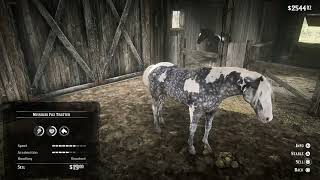 Caught the Rarest Horse in RDR2