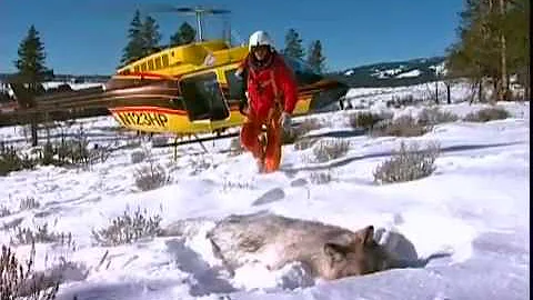 Wolves In Paradise (Bullfrog Films clip)