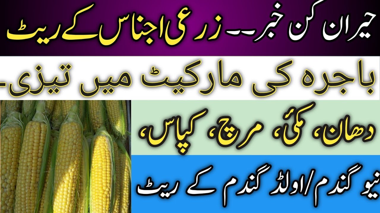 New wheat price in gala mandi AriFwala05_03_23Government wheat price