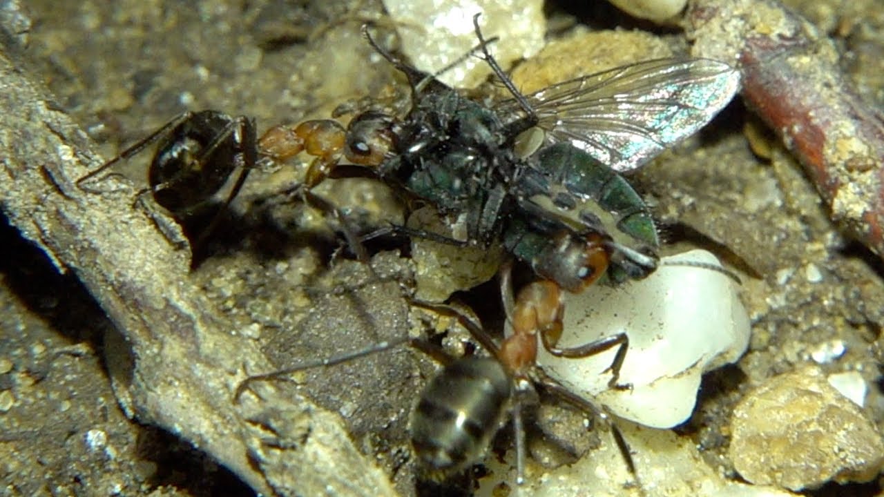 Ants transport fly. Ameisen transportieren Fliege. Eifel, Germany - YouTube