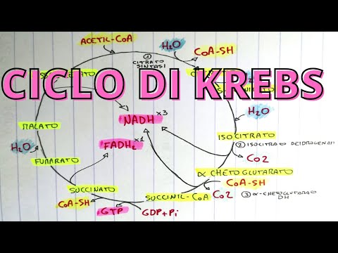 Ciclo di Krebs spiegazione semplice per l&rsquo;esame di biochimica 🍀👌