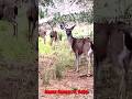 "Сейчас" bM on soundcloud  #love   #animals  #music https://soundcloud.com/id6teqrutl0t