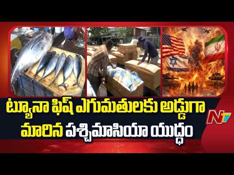 Andhra Pradesh : ట్యూనా ఫిష్ ఎగుమతులకు అడ్డుగా మారిన పశ్చిమాసియా యుద్ధం | NTV Telugu - NTVTELUGU
