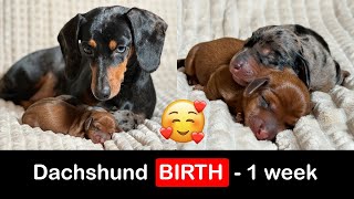 Dog birth to 1 week of age / Dachshund puppies