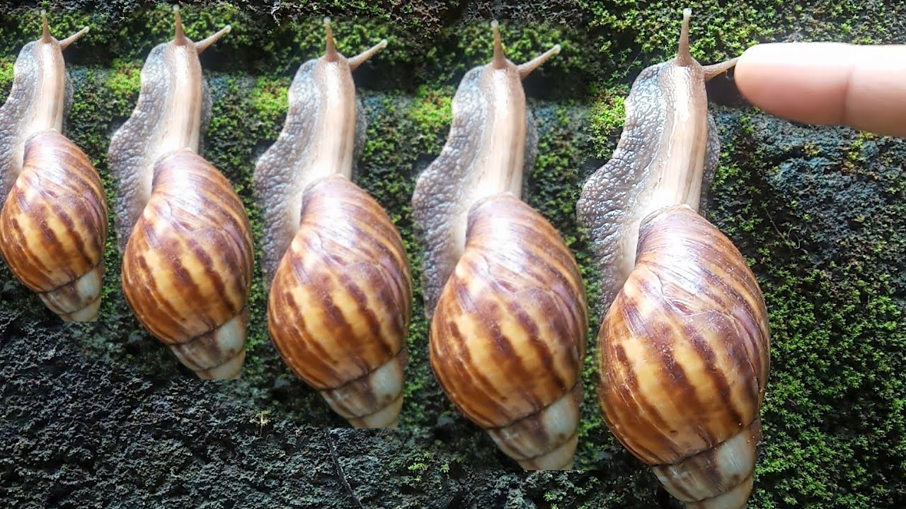 aku nemu siput jarjit gesss🤣