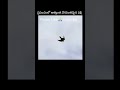 world fastest bird facts|Peregrine Falcon|#facts #ytshorts #viral