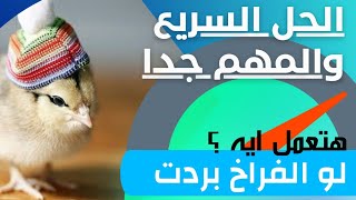 الحل السريع  لو فراخك بردت منك تعمل إيه عشان تنقذهم |  كلام مهم جدا لا يفوتك