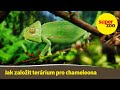 15. díl: Jak založit terárium pro chameleona | Škola Super zoo