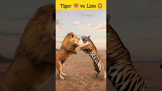 बाघ बनाम शेर के बीच लड़ाई | facts tiger ion | tiger vs Lion attack video