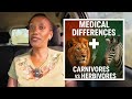 Medical differences between Carnivores and Herbivores!