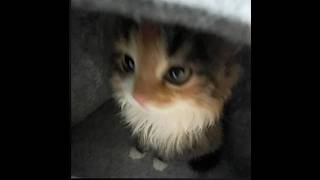 HT3 Fight With Kanashi 4-0 ( Lurrn Tier List )