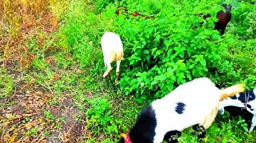 MY FIRST VLOG❤️| MY FIRST VIDEO ON YOUTUBE| |•Rohit Vlogs•|