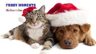 Dogs and Cats Love Christmas Compilation 2014-2015 [HD] by Funny Moments 8,575 views 9 years ago 6 minutes, 24 seconds