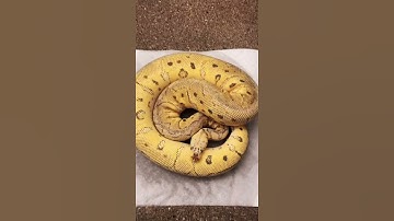 Fake Snake Turns Into Killer Clown Ball Python 🐍