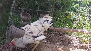 Gà thay long nên nuôi như thế nào và cần ăn gì cho mao ra long