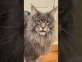 Talking maine coon and ragdoll cat  blue tabby shorts