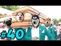 Dancing Funeral Coffin Meme - 🐶 Dogs and 😻 Cats Version #40