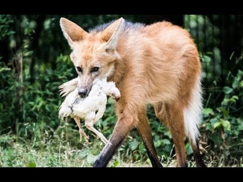 Хитрый и находчивый хищник! Гуара или Гривистый волк. Самый странный волк. Ноги Оленя, Повадки Лисы!