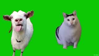 Goat Talking to Clueless Huh Cat Green Screen Meme, The Huh Cat || Vfx Noob