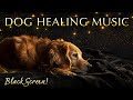 528Hz Healing Music for Dogs &ndash; 12 Hours of Black Screen Sound Therapy
