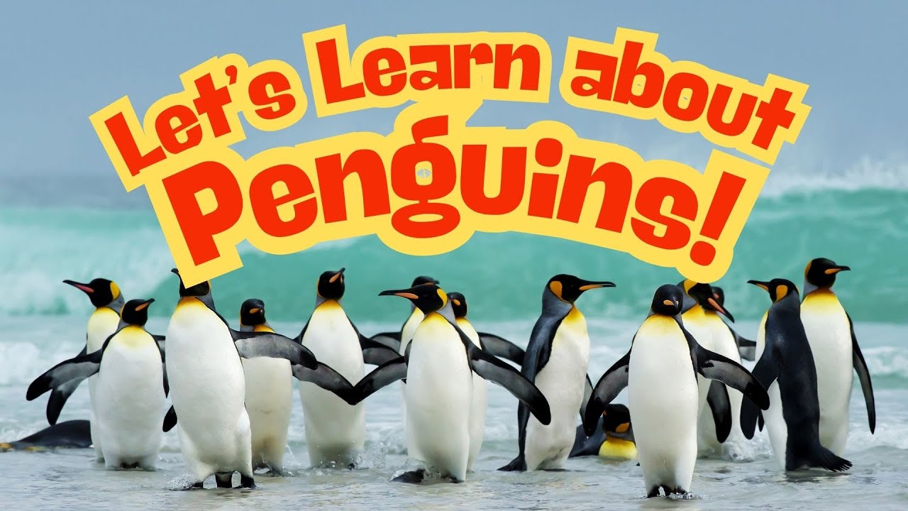 Let's Learn about Penguins!