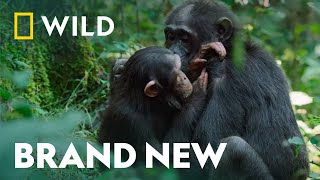 Watch Baby Animals Grow Up | Growing Up Animal | National Geographic WILD UK