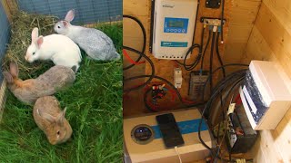 Příprava pro soláry, přestěhování králíků