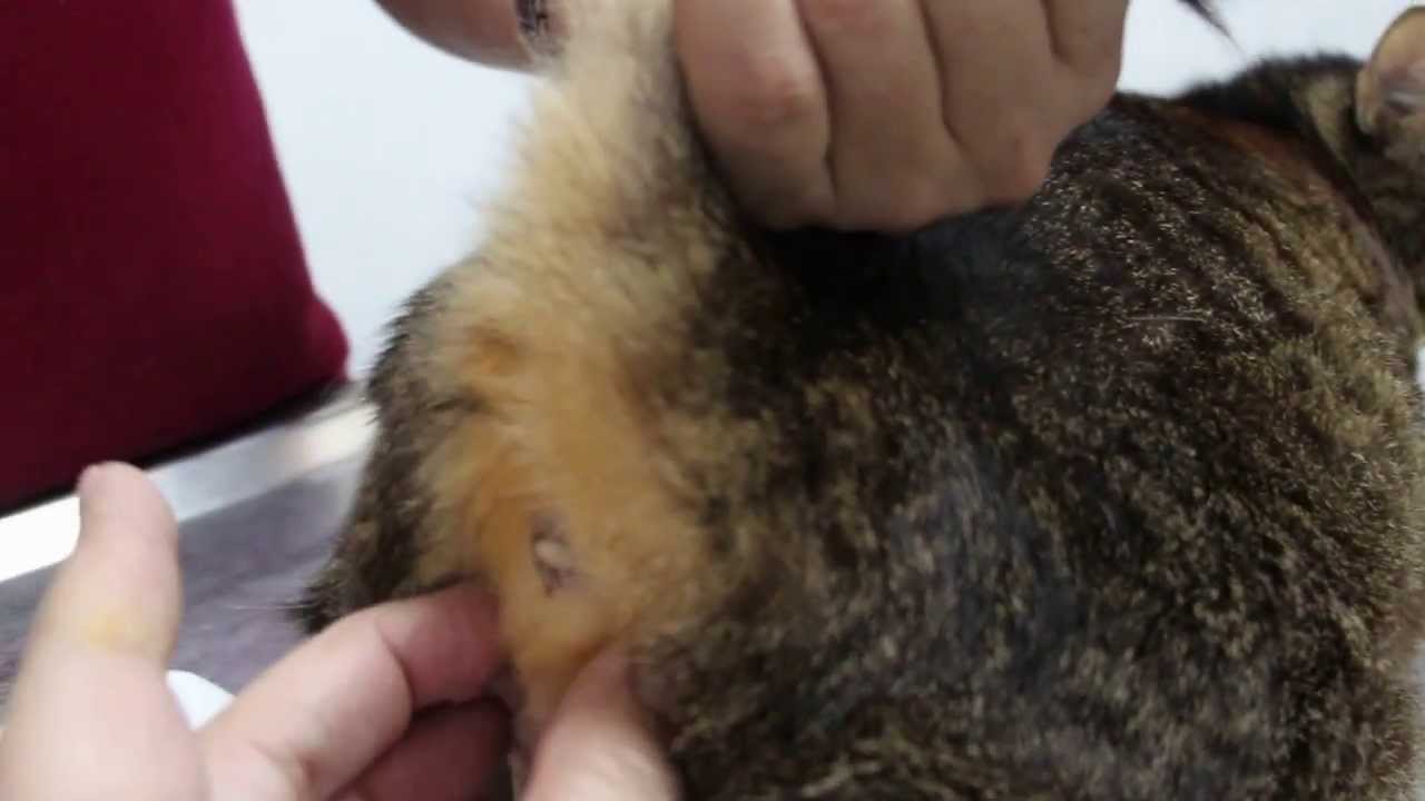 A cat loses hair in his lower flanks 