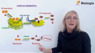 25-Biología.Los catalizadores biológicos