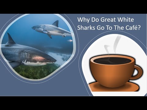 Why Do Great White Sharks Go To The Café?
