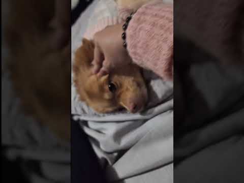 Naglalambing si Crystal. Sobrang sweet ng aso ko. #dog #animals #doglover #love