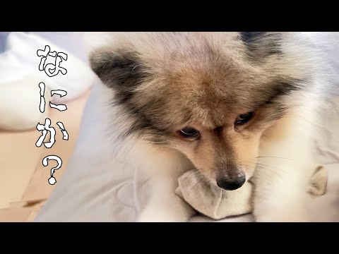 全力で遊んだあとは全力で脱力するポメラニアン