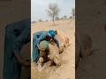 سقي الجمل بالماء البارد في حر الصحراء