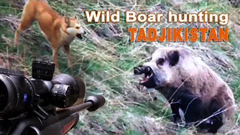 Wild Boar Hunting in Tajikistan // Wild Boar Hunting in Tajikistan // 2021
