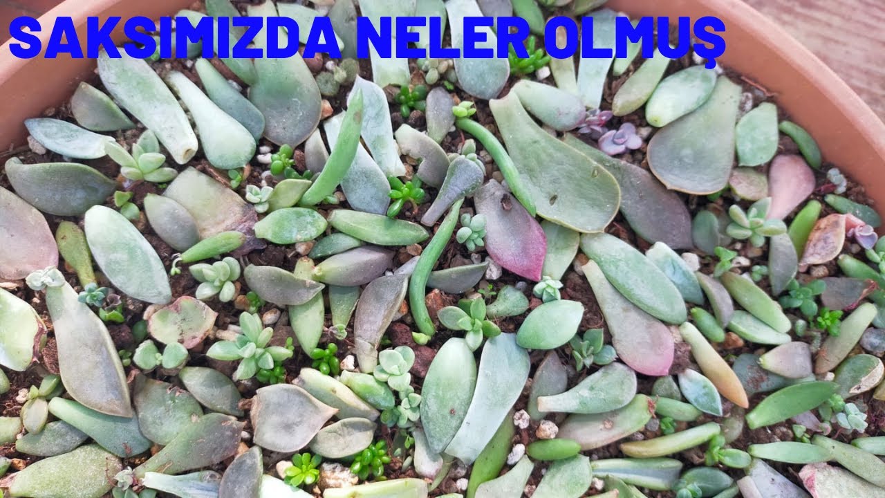 Sukulent Üretimindeki Yapraklarımızın Bakımını Yaptım/Saksımızda Neler Olmuş