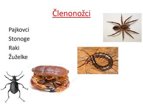 Kolobarniki, členonožci