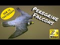 Photographing Peregrine Falcons