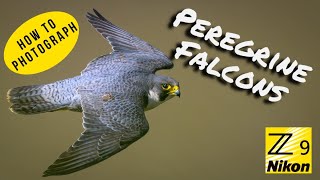 Photographing Peregrine Falcons